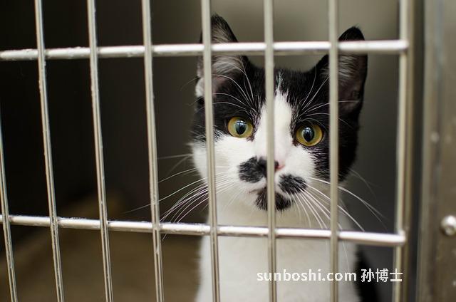 夢見病貓-夢見生病的貓-夢見一只病貓