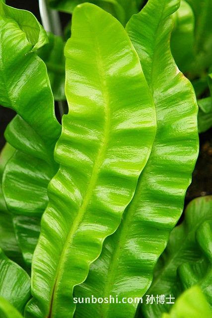 補脾益氣丸的功效與作用