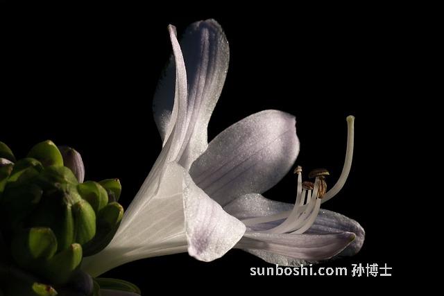 白舌草功效與作用