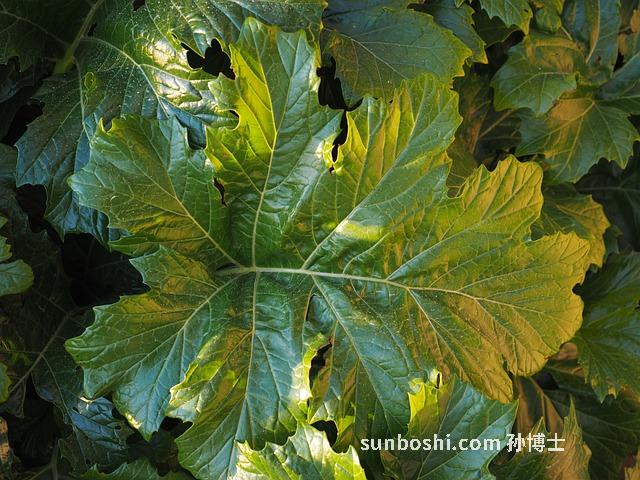 夢見腿軟-夢見腿軟無力-夢見腿軟站不起來