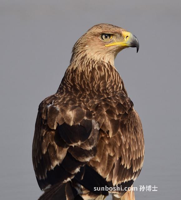 夢見雄鷹-夢見雄鷹展翅-夢見雄鷹飛翔什么意思