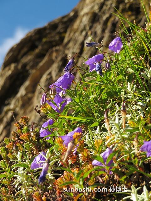 紫玉淮山的功效與作用