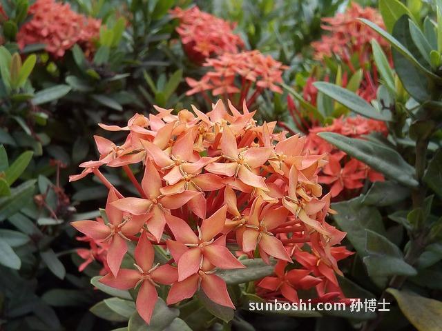 紫叩的功效與作用