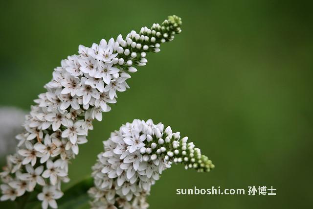 紅馬菜的功效與作用