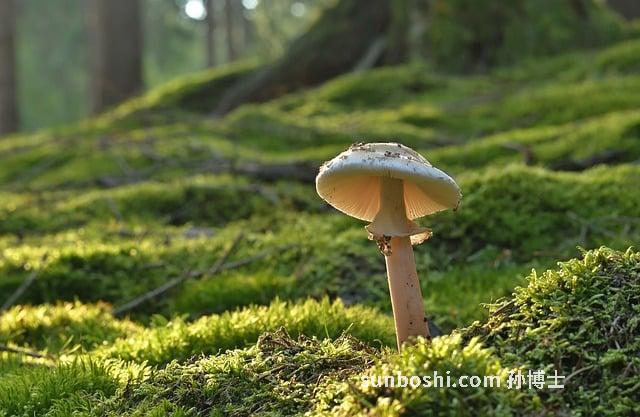 木耳紅棗生姜湯的功效與作用