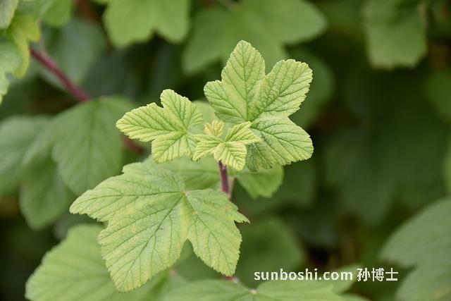 白醋泡蒜的功效與作用