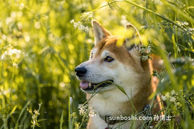 夢見柴犬-夢見柴犬成群-夢見養了柴犬