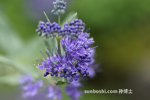 熏艾絨的功效與作用-用電熏艾絨的作用與功效-月經期熏艾絨的作用與功效