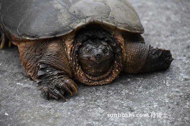 夢見龜咬-夢見自己被烏龜咬-夢見被龜咬