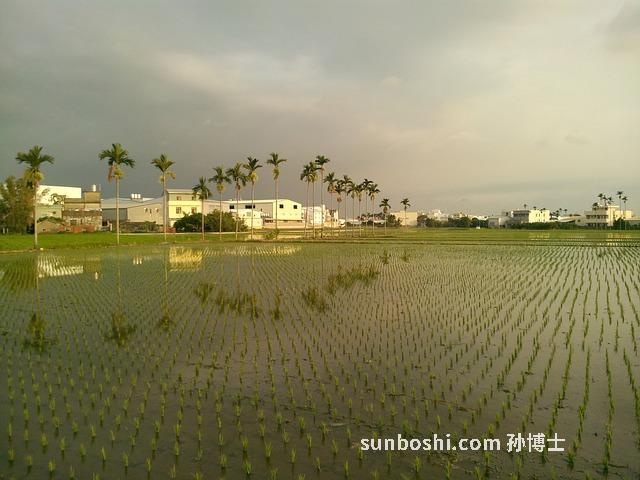 桄榔粉的功效與副作用