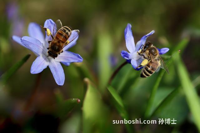 酒芍的功效與作用-中藥酒芍的功效與作用
