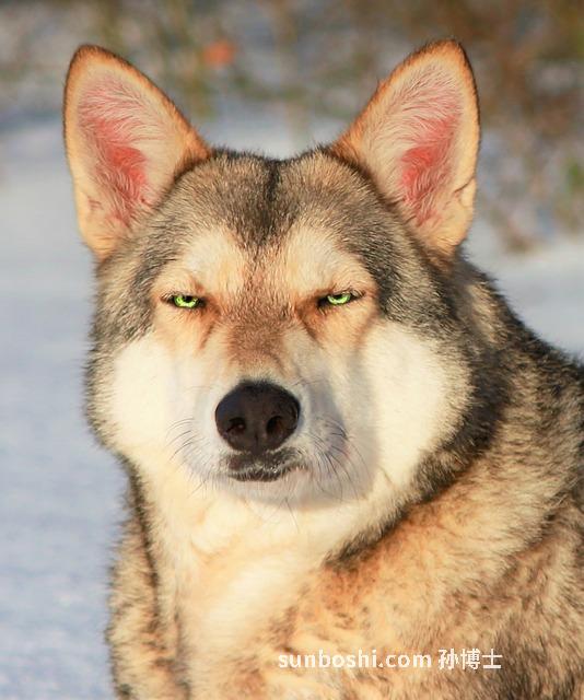 夢見養狼-夢見收養狼-夢見喂養狼