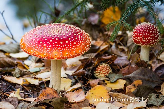 金木耳的功效與作用-黃金木耳的功效與作用