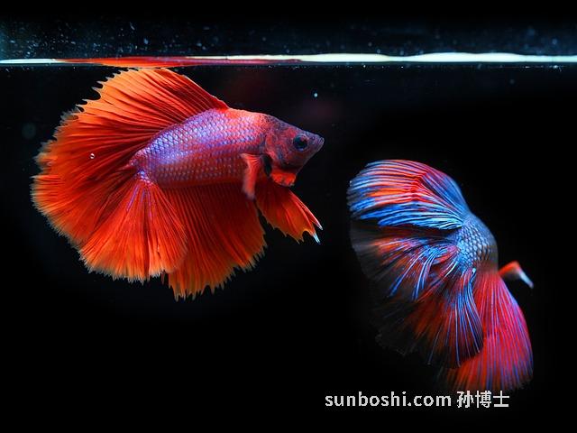 自芨的功效與作用-自芨粉的功效與作用