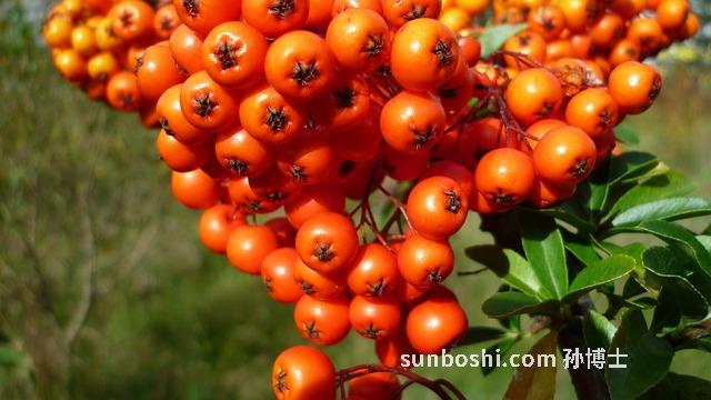 紅沙棘的功效與作用