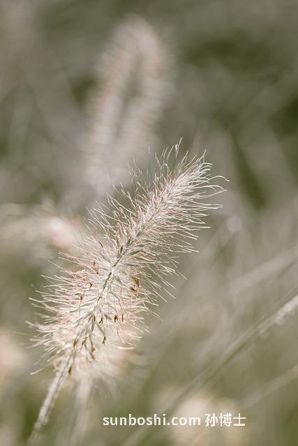 砂仁白術的功效與作用