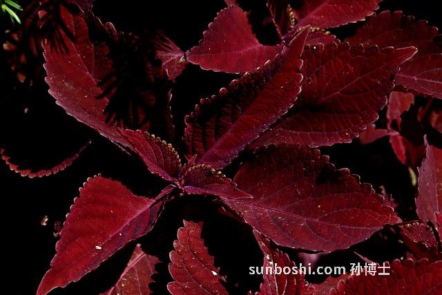 土黃芩的功效與作用