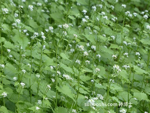 芥末的藥用功效與作用