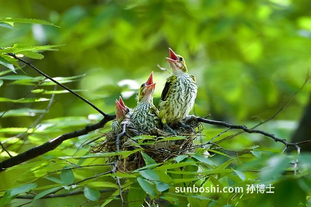 芳育草的功效與作用