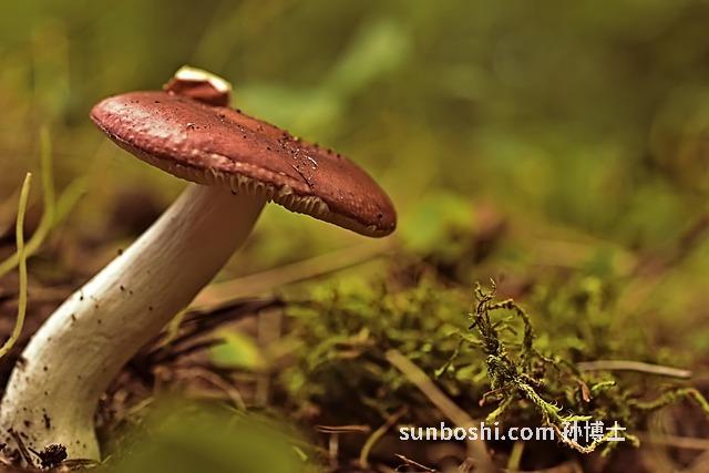 紅菇娘的功效與作用-紅菇娘皮的功效與作用-大紅菇娘的功效與作用圖片