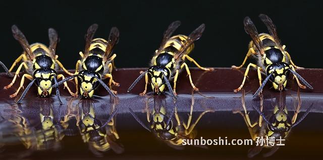 糖水楊梅的功效與作用