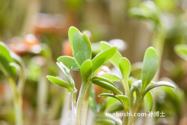 胚蛋的功效與作用-土雞胚蛋的功效與作用
