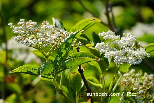 熟平果的功效與作用-煮熟平果的功效與作用