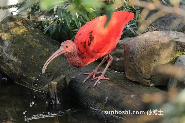 紅曲霉的功效與作用