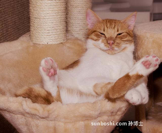 夢見睡過頭了-夢見自己睡過頭-夢見睡過頭上班遲到