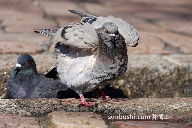 夢見和洗澡-夢見游泳和洗澡-夢見屎和洗澡