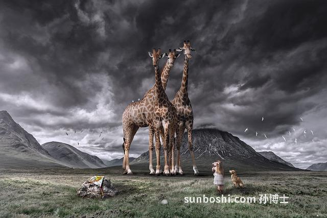 風箏草的功效與作用