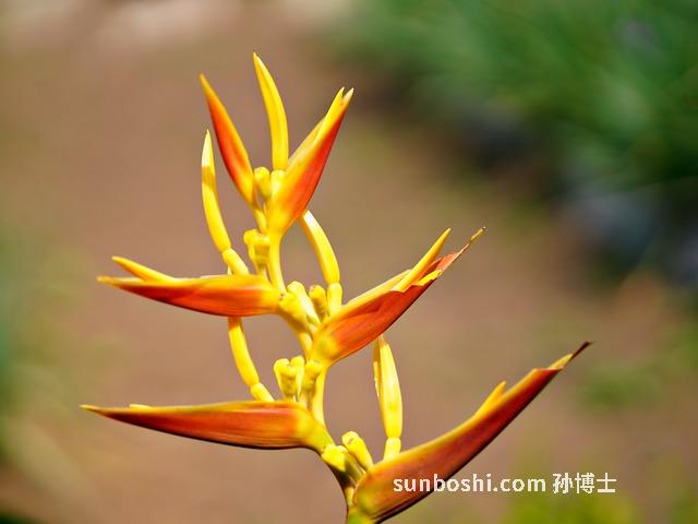 全蝎尾的功效與作用-全蝎尾散的功效與作用-全蝎尾粉的作用與功效視頻