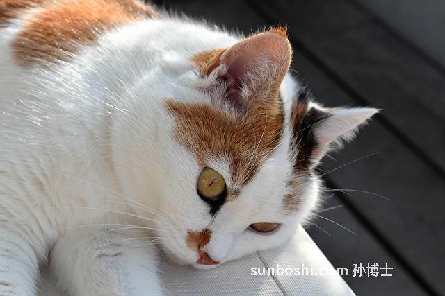 夢見抱貓-夢見懷里抱著貓-夢見抱貓咪