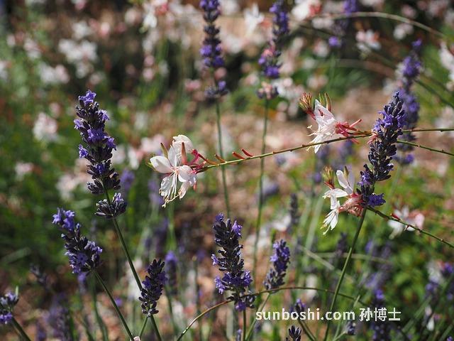夢見蝴蝶飛舞-夢見一群蝴蝶飛舞-夢見很多蝴蝶飛舞