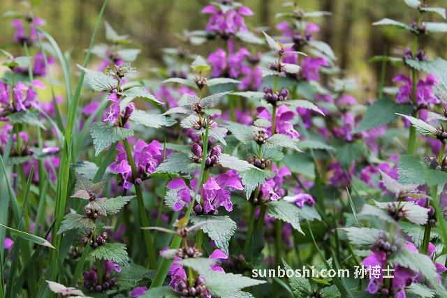 香麻草的功效與作用