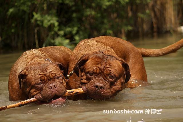 夢見好多大狗-懷孕夢見好多大狗-孕婦夢見好多大狗