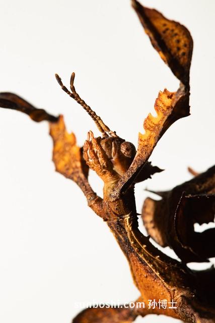 竹節人參的功效與作用