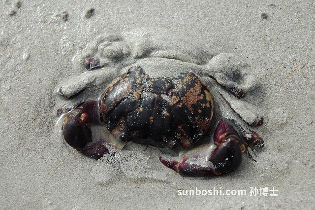 南爪的功效與作用營養(yǎng)-南爪粥的功效與作用-南爪子的功效與作用