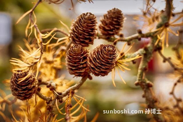 百靈膠囊的作用與功效