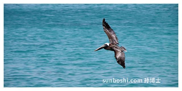 西洋甘菊功效與作用