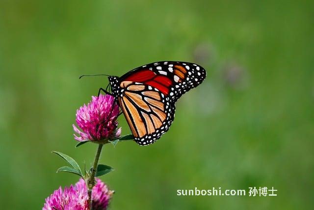 帝王蕉的功效與作用