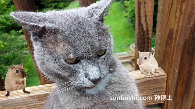 夢見逗貓-夢見逗貓玩-夢見逗貓貓