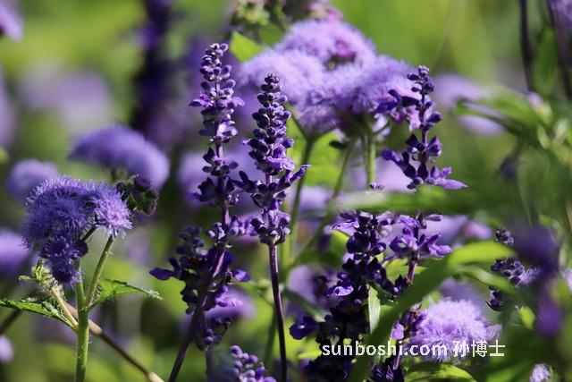 丹參粉針的功效與作用