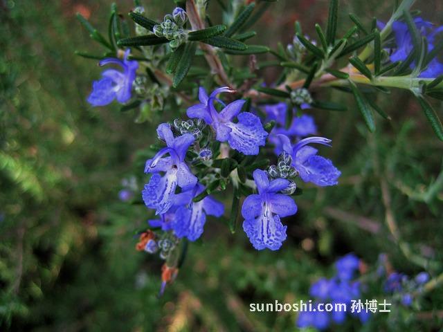 迷迭香花的功效與作用-迷迭香花茶的功效與作用