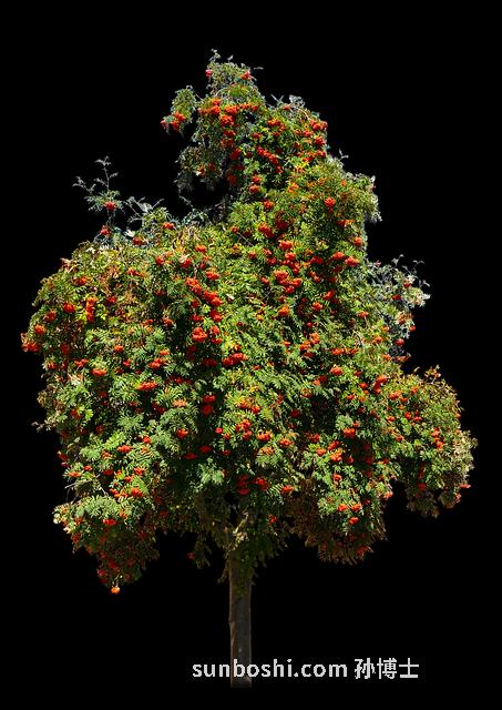 醋泡蒜子的功效與作用