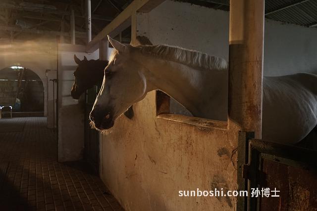 四物茶的功效與作用