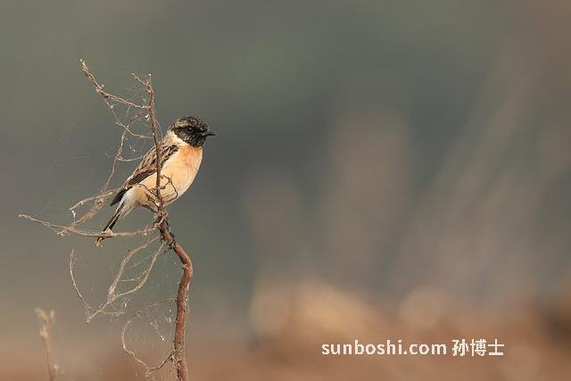 起陽石的功效與作用