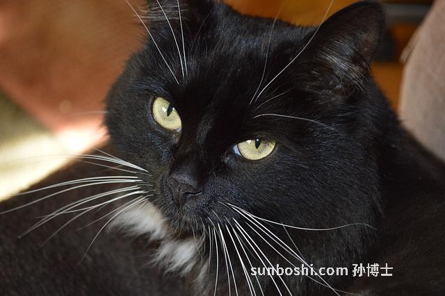 貓眼石手串功效與作用-天然貓眼石手串作用與功效-琉璃貓眼石手串功效與作用