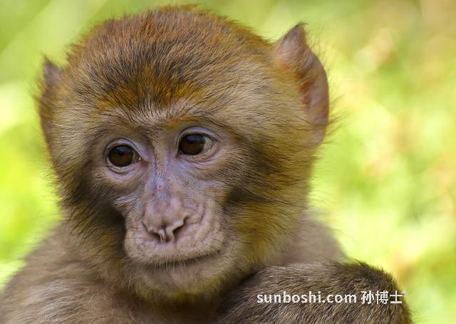 夢見捉知了猴-孕婦夢見捉知了猴-女人夢見捉知了猴