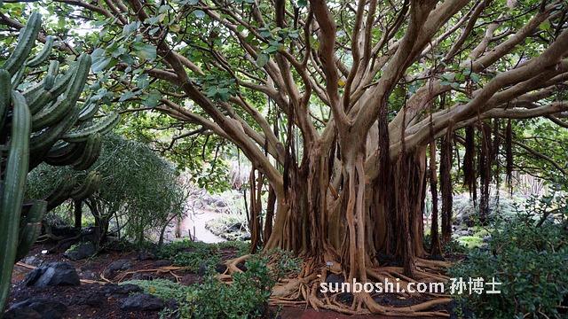 香春樹根的功效與作用
